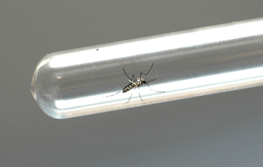 dengue-zika-foto-Venilton-Kuchler-ANPr