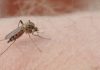 Paraíba totaliza mais de 2,4 mil casos de dengue